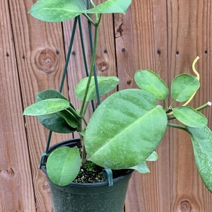 Hoya Australis image 3