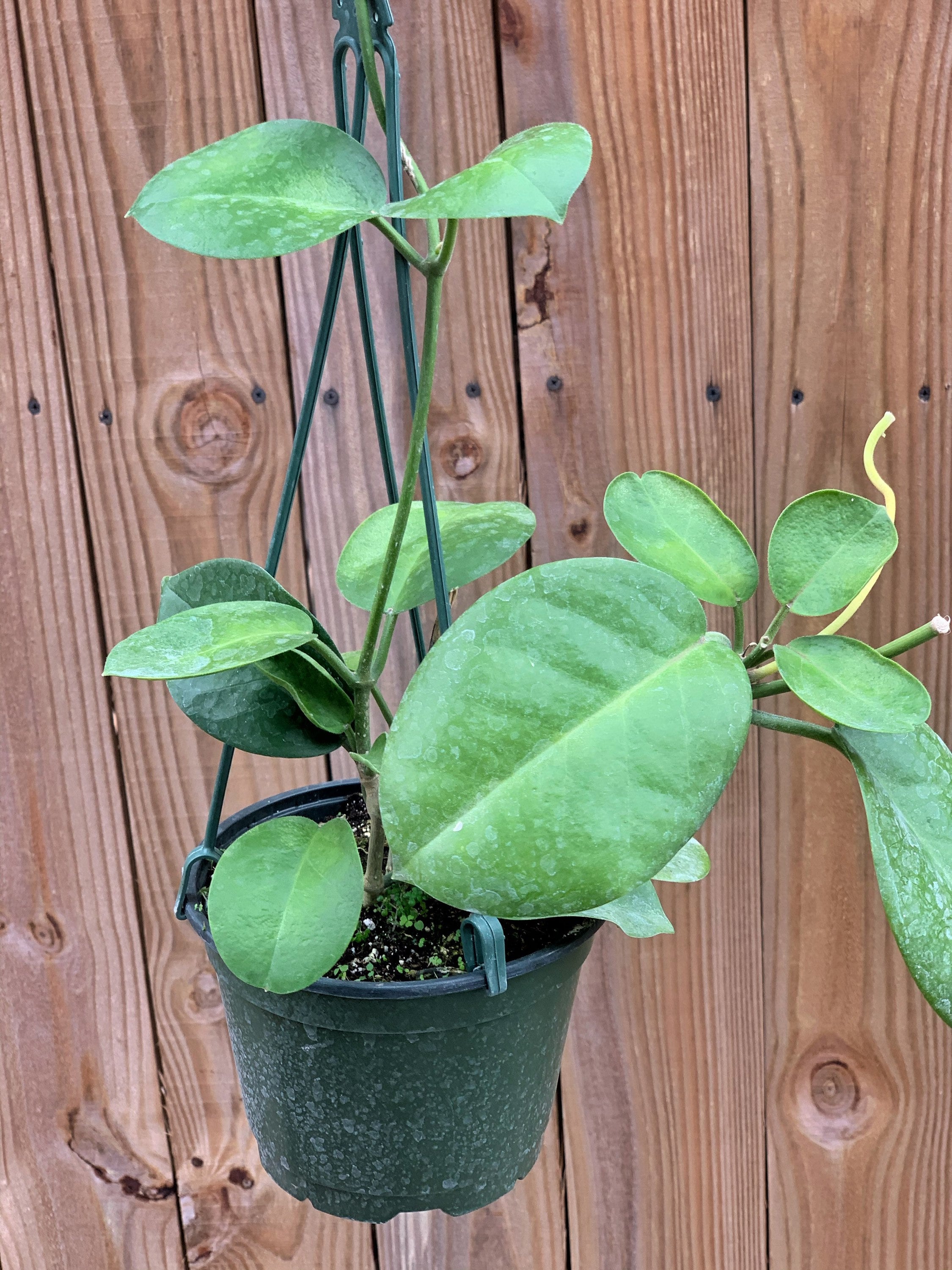 その他観葉植物 Hoya patera pink il_fullxfull.2776368750_g595.jpg