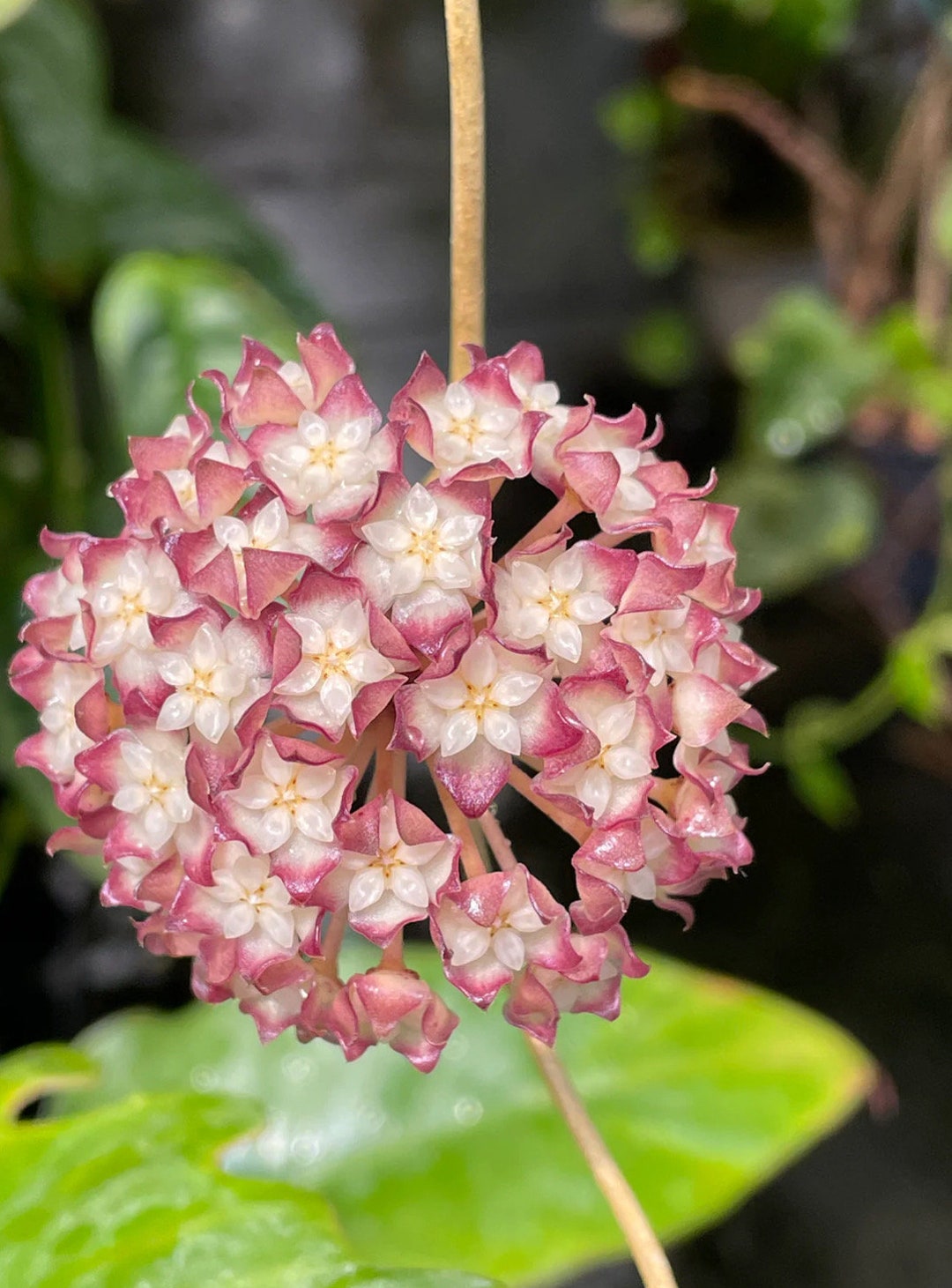 55＊ ホヤ ＊ Hoya ＊ cv. Jennifer ＊ 花座付き Hoya 'Jennifer' | Vermont Hoyas