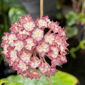 Hoya cv. Jennifer | Rare Hoya Plant