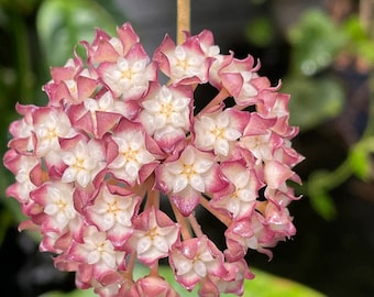 Hoya cv. Jennifer | Rare Hoya Plant