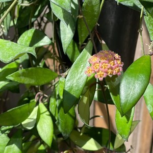 Hoya Bilobata RARE image 6