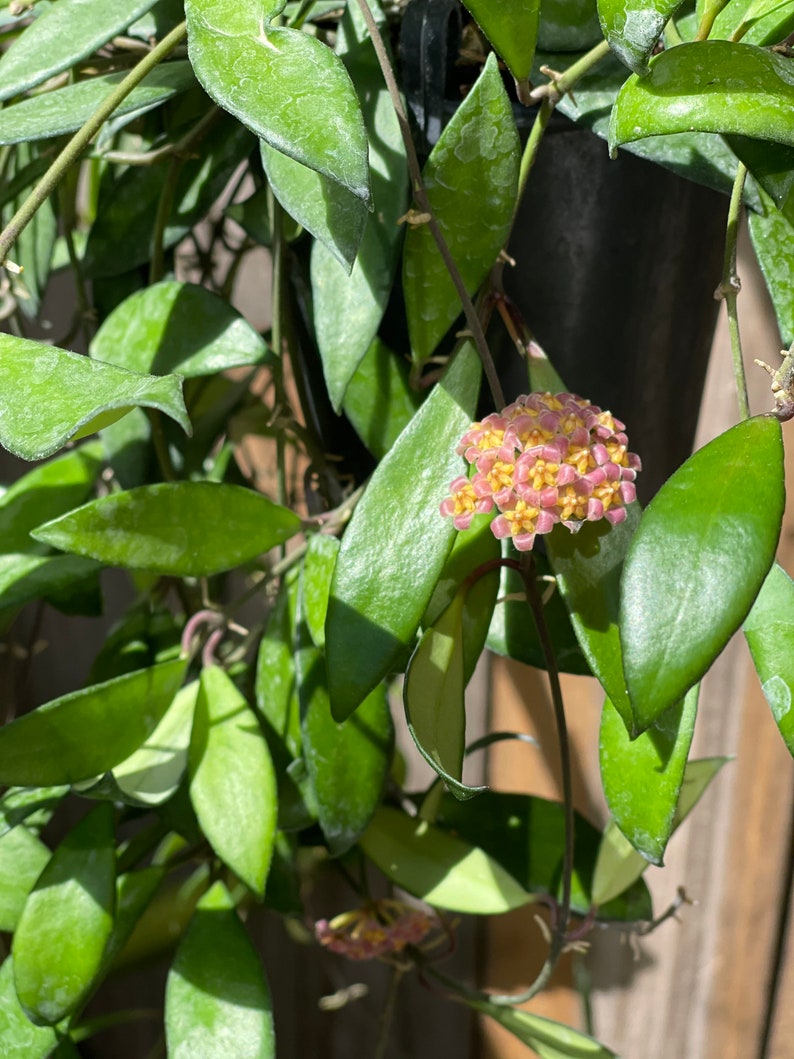 Hoya Bilobata RARE image 6