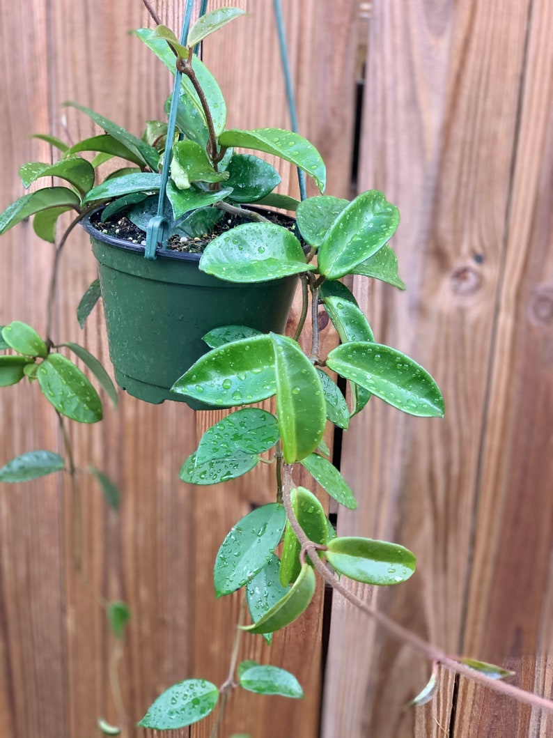 Hoya Carnosa Jade Hoya Carnosa Green Trailing Vining Porcelain Wax Plant image 2