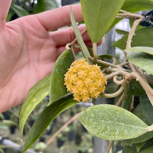 May include: A close-up of a yellow wax flower blooming on a green vine. The flower is round and has many small, star-shaped petals.