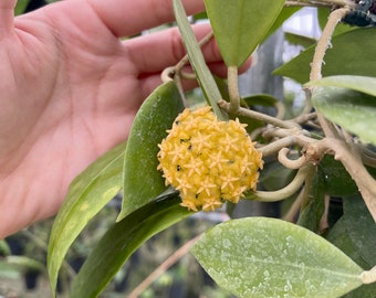 Hoya Mindorensis ‘Gold’ | Rare