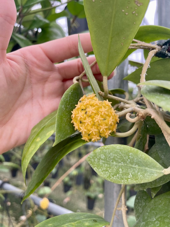 Hoya Mindorensis 'Gold' | Rare - Etsy 日本