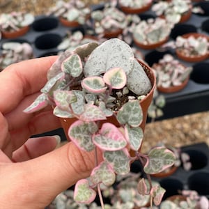 Pink Variegated String of Hearts | Ceropegia Woodii Variegata