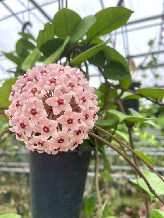 Hoya Carnosa Chelsea | Heart Shaped Hoya Plant - Etsy 日本