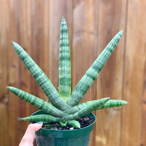 Sansevieria Cylindrica Boncel Starfish l RARE Large Size image 1