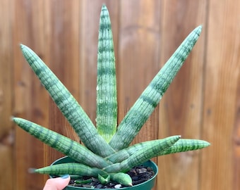 Sansevieria Cylindrica ‘Boncel’ Starfish l RARE (Large Size)