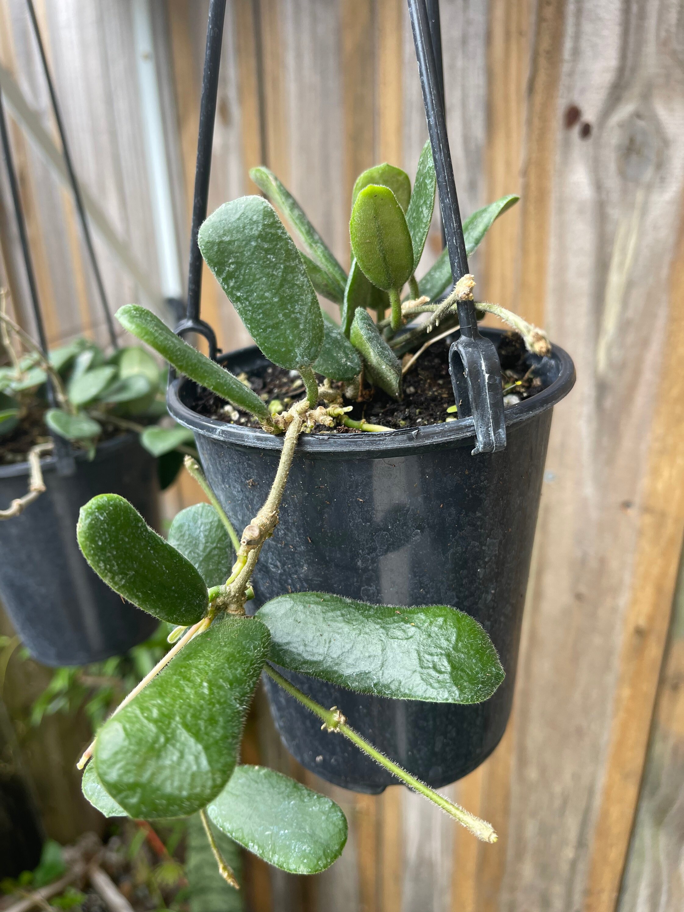 Hoya ロッツンディフォリア Hoya Rotundiflora | Rare Hoya - Etsy