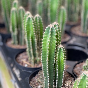 Fairy Castle Cactus Acanthocereus Tetragonus image 1