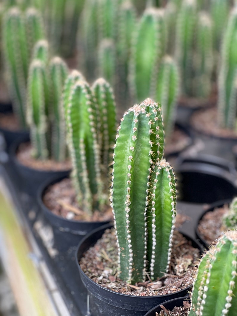 Fairy Castle Cactus Acanthocereus Tetragonus image 1