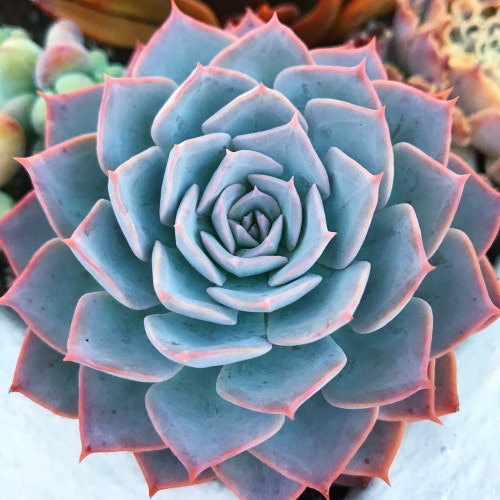 T. Succulent Form × Nizanda T'STROPICALS T. Succulent Form