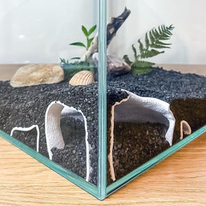Peut inclure: Un terrarium en verre transparent avec une base de gravier noir, une petite roche, un coquillage et un morceau de bois flotté. Le terrarium contient également une petite fougère et quelques plantes vertes. Le terrarium est posé sur une surface en bois.