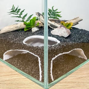 May include: A clear glass terrarium with a square shape. Inside, there's dark soil, decorative rocks, driftwood, and green plants. The terrarium has a unique design with white, cave-like structures built into the base.