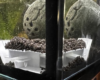 Corner Shrimp Underground Tunnel - A Safe Place in the Substrate