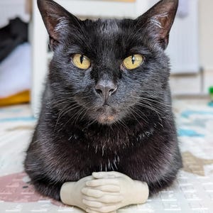 Op de afbeelding: Een zwarte kat met gele ogen zit met een paar witte handen voor zich gevouwen. De vacht van de kat is glad en glanzend. De achtergrond is wazig, met een patroon op het oppervlak eronder.
