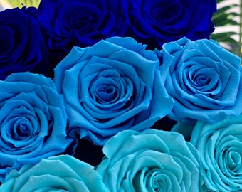 Rosas preservadas azul - Etsy México