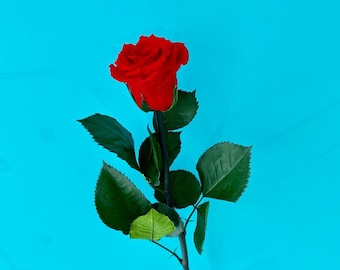 Preserved Stem, Preserved Stem without Rose bud | Eternal stem| Infinite stems | Rose stem