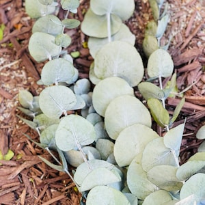 Preserved Eucalyptus bundle , Eucalyptus Cinerea, Eucalyptus Wholesale, Preserved Greens, Preserved Greenery, Long Lasting Eucalyptus