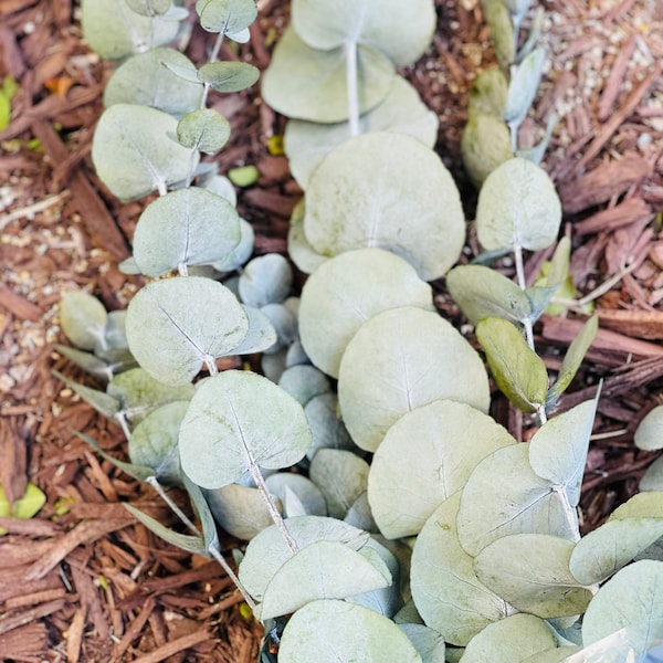 Preserved Eucalyptus Etsy