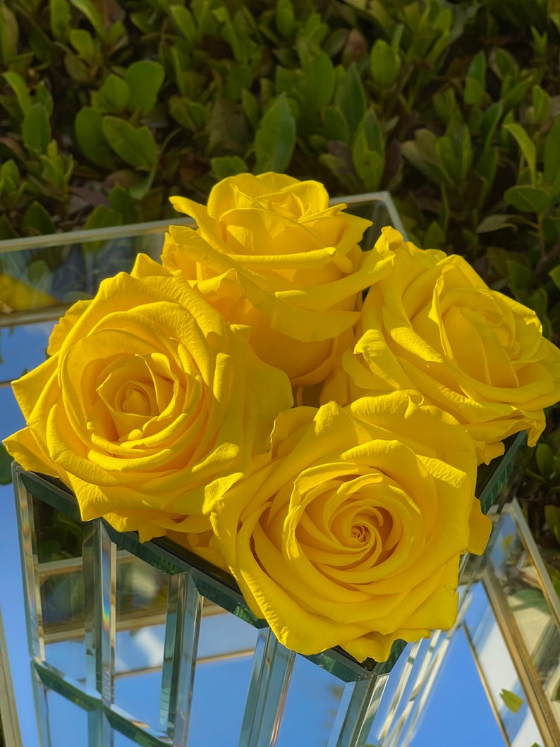 Real Roses Last for Years XXL Preserved Roses XXL Eternity Etsy