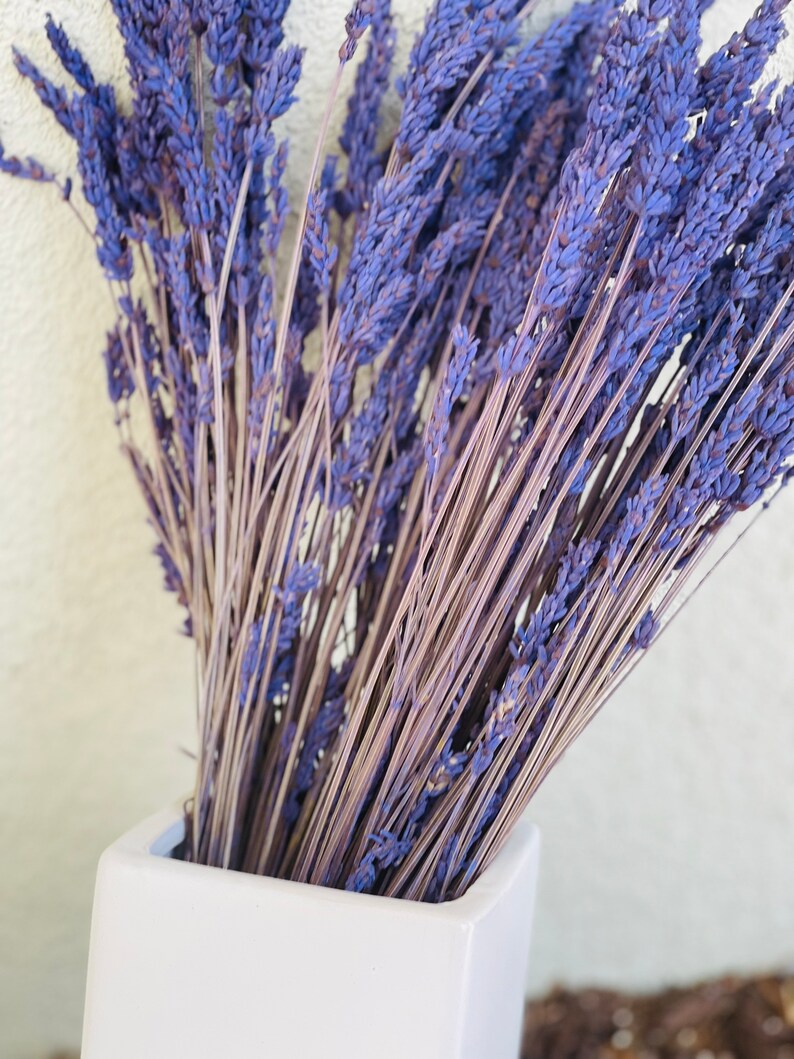 May include: A bunch of dried lavender flowers in a white ceramic vase. The lavender is a light purple color and the stems are a light brown color.