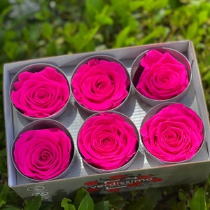 Large size wholesale red preserved rose, Ecuadorian grown wholesale roses, red roses, last for years, in bulk, eternity roses, white roses Fuschia Pink