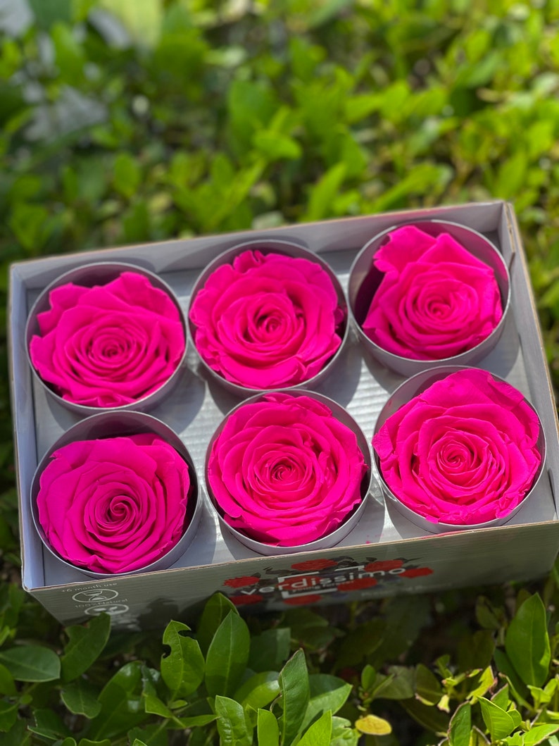 Large size wholesale red preserved rose, Ecuadorian grown wholesale roses, red roses, last for years, in bulk, eternity roses, white roses Fuschia Pink