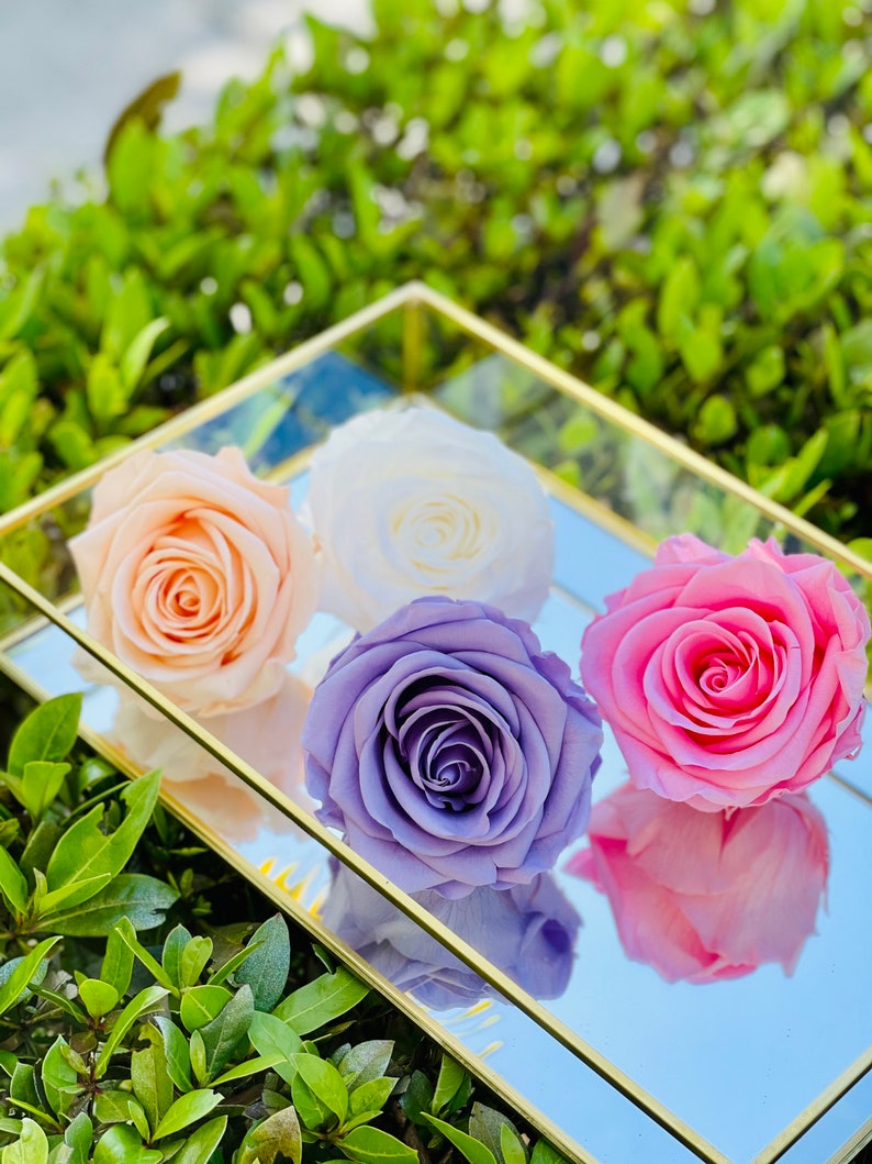 Real Roses Last for Years XXL Preserved Roses XXL Eternity Etsy