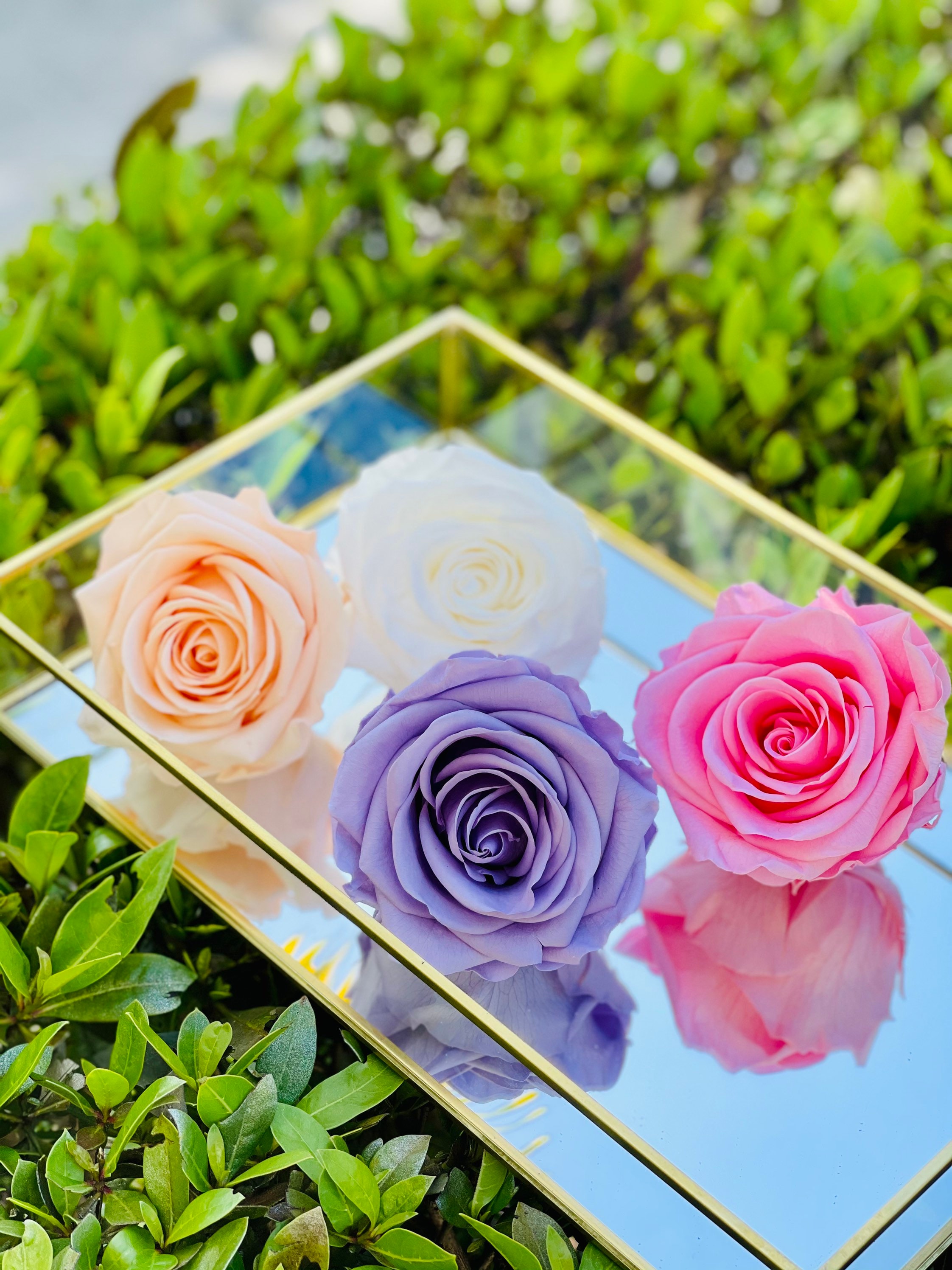 Lasting Real Roses Real Roses Last for Years, XXL Preserved Roses, XXL Eternity Roses ...