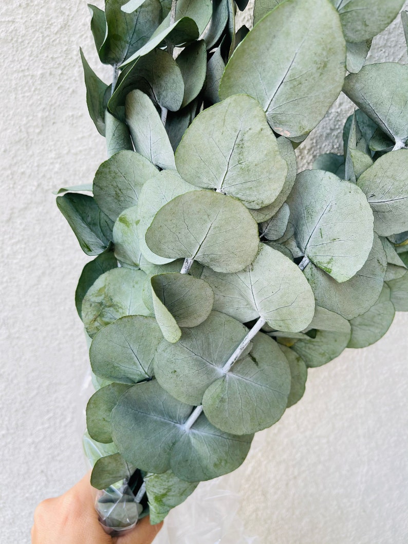Preserved Eucalyptus bundle Eucalyptus Cinerea Eucalyptus Etsy