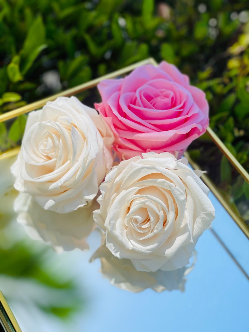 Real Roses Last for Years XXL Preserved Roses XXL Eternity Etsy