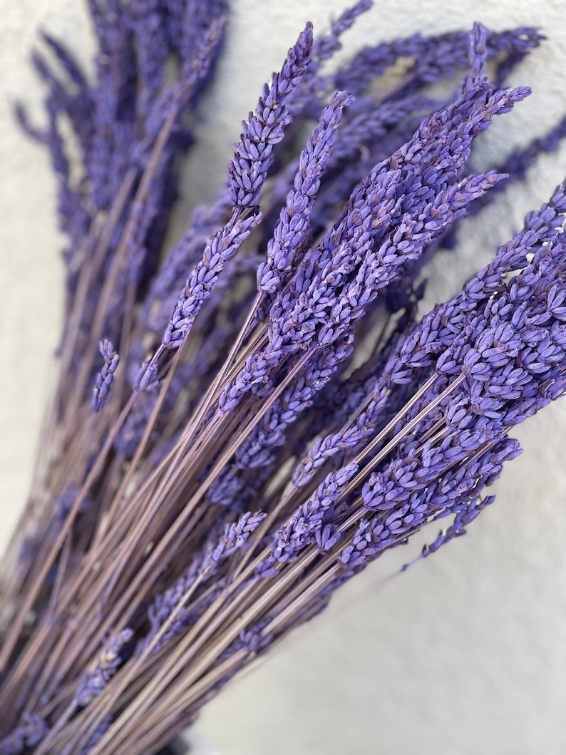 May include: A bunch of dried lavender stems with purple flowers. The stems are tied together at the bottom.