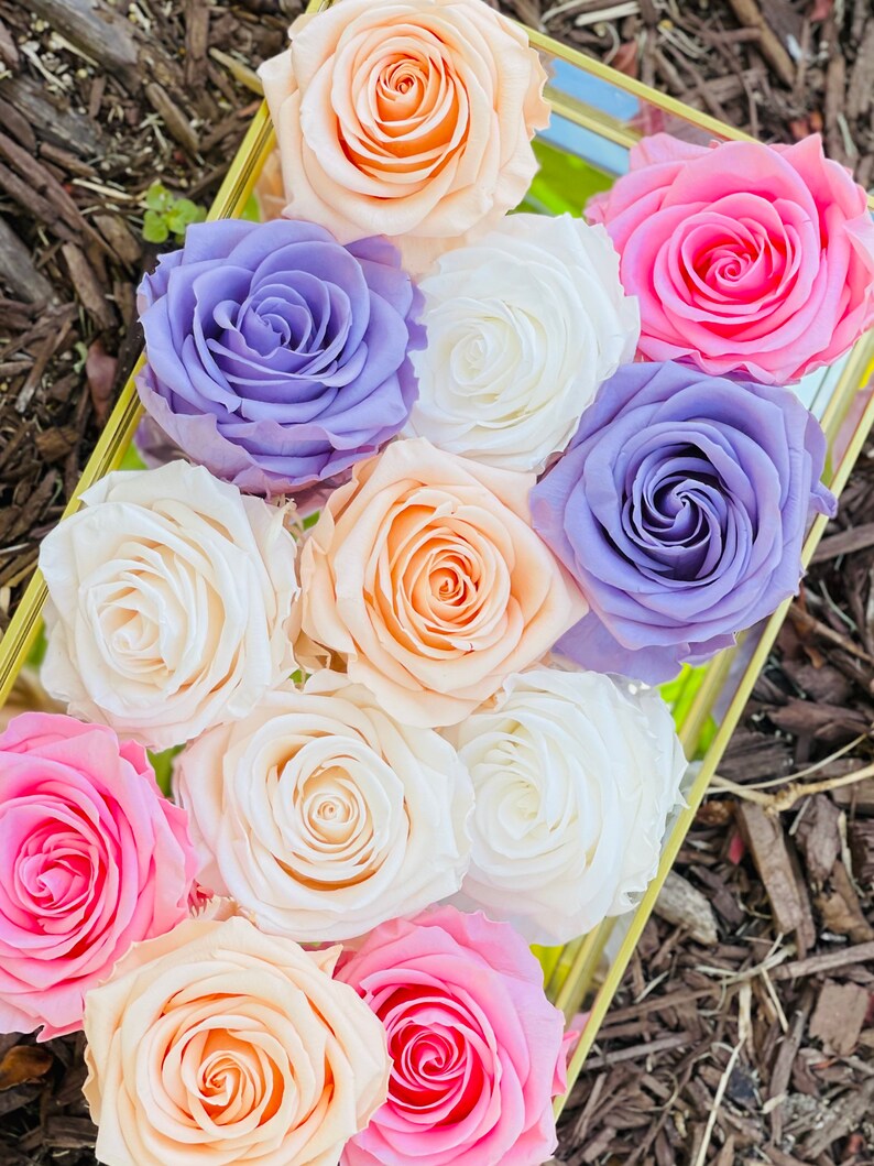 Real Roses Last for Years XXL Preserved Roses XXL Eternity Etsy