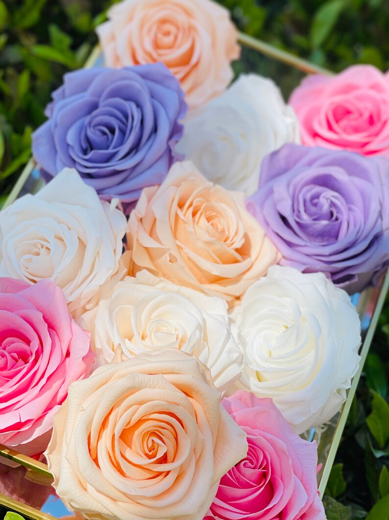 Real Roses Last for Years XXL Preserved Roses XXL Eternity Etsy