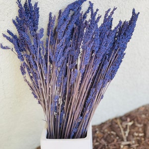 May include: A bunch of dried lavender flowers in a white vase. The lavender is a light purple color and the stems are a light brown color.
