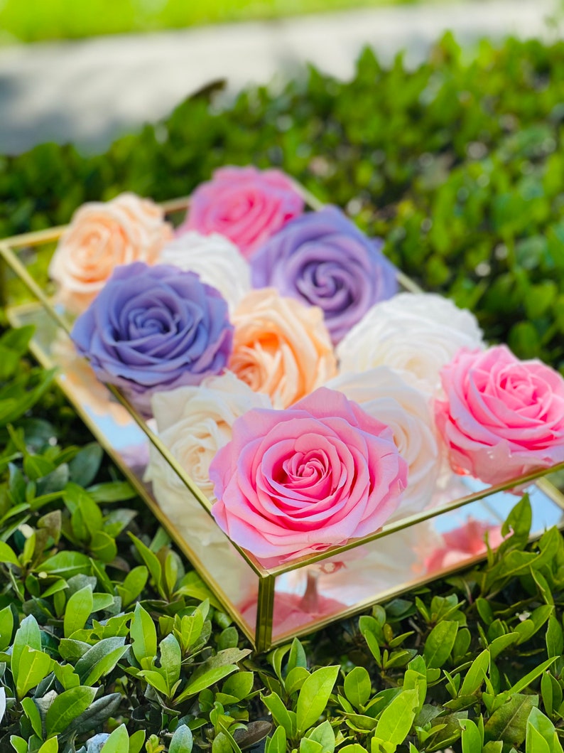 Real Roses Last for Years XXL Preserved Roses XXL Eternity Etsy