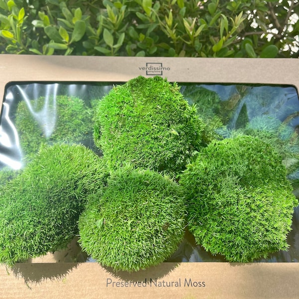 Preserved Moss - Etsy