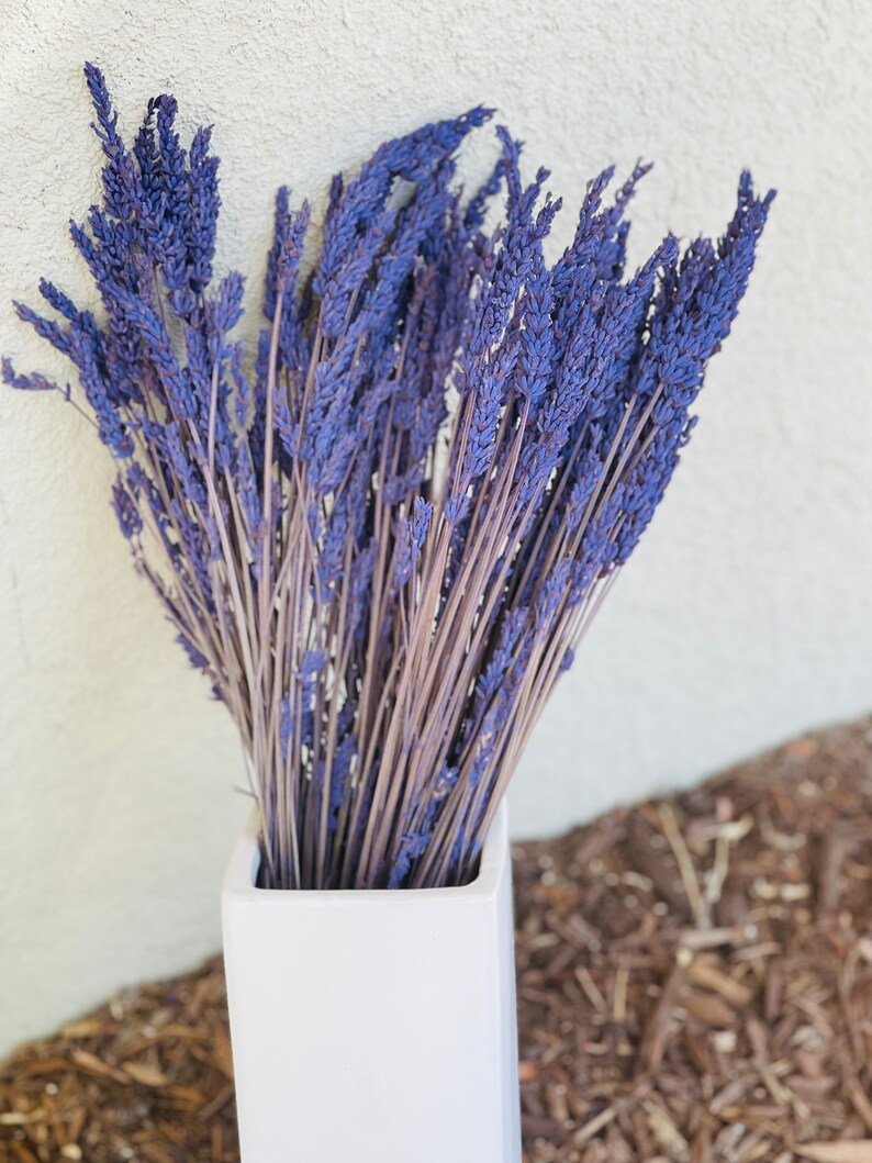 May include: A bunch of dried lavender flowers in a white ceramic vase. The vase is square and has a simple design. The lavender is a light purple color and is arranged in a loose, natural way.
