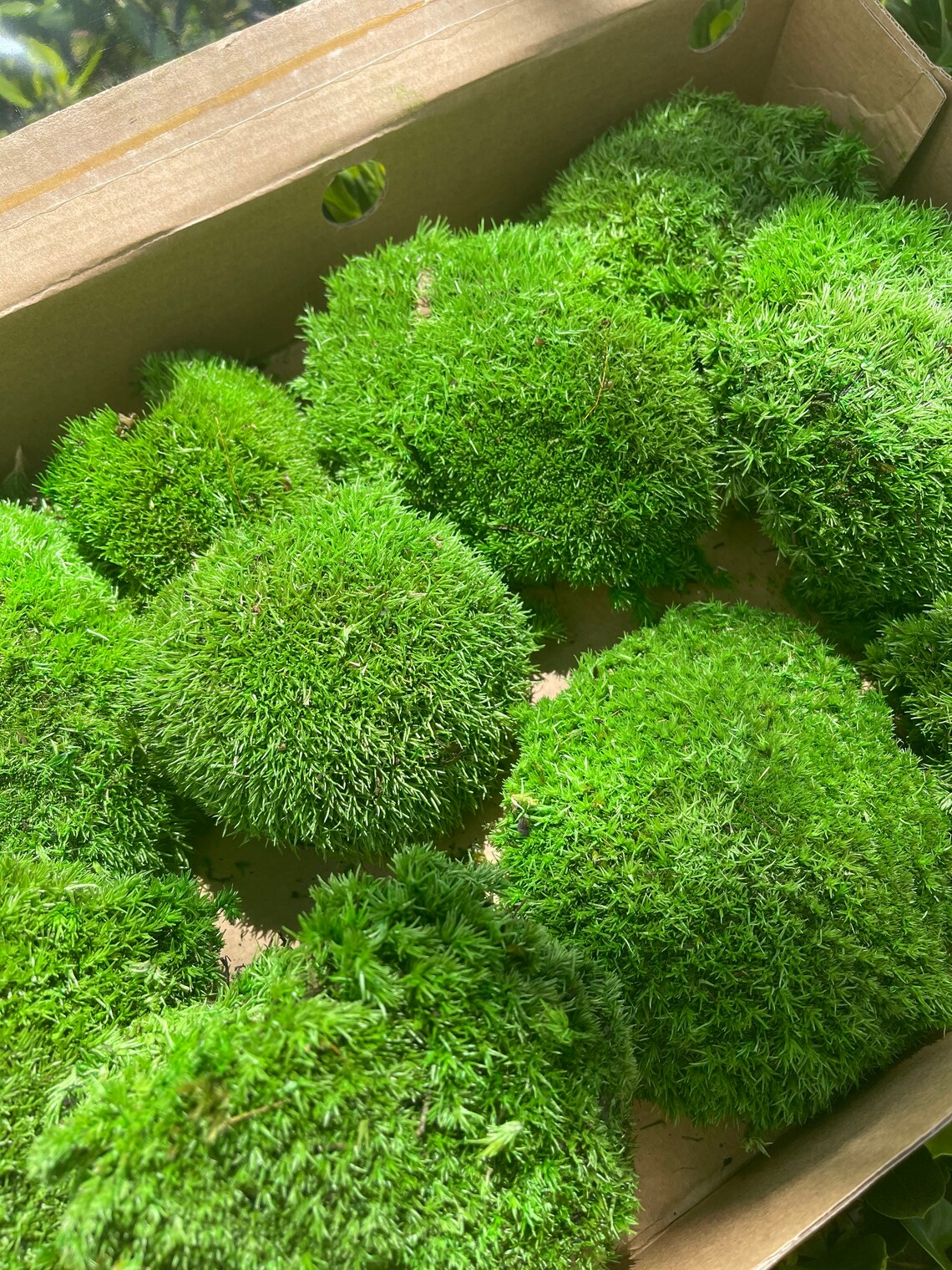 4 Color Mix Pack Preserved Pole Moss Pillow Natural Green DIY