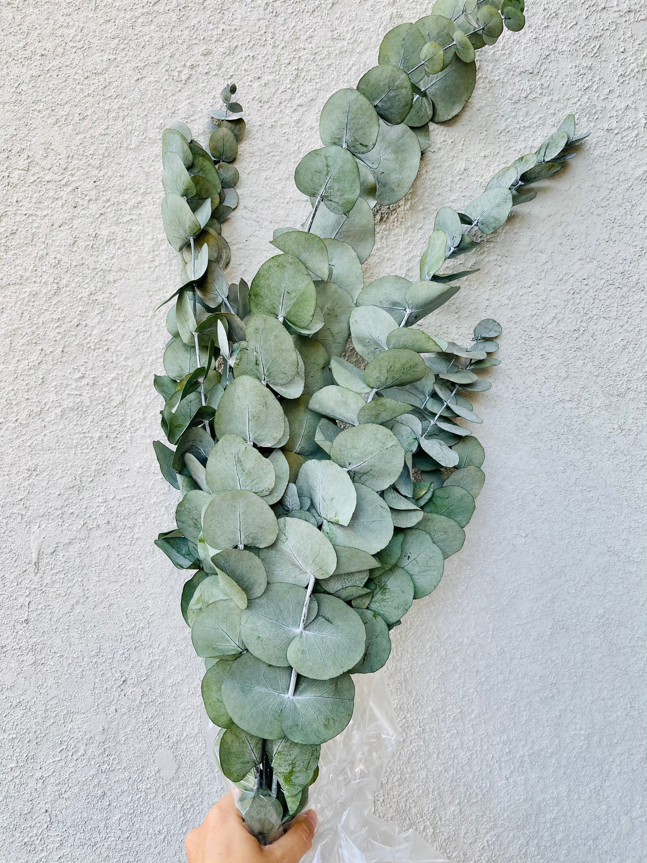 Preserved Eucalyptus bundle Eucalyptus Cinerea Eucalyptus Etsy