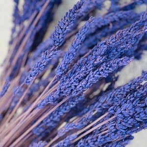 May include: A bunch of dried lavender stems with purple flowers. The stems are arranged in a fan shape and the flowers are in focus.
