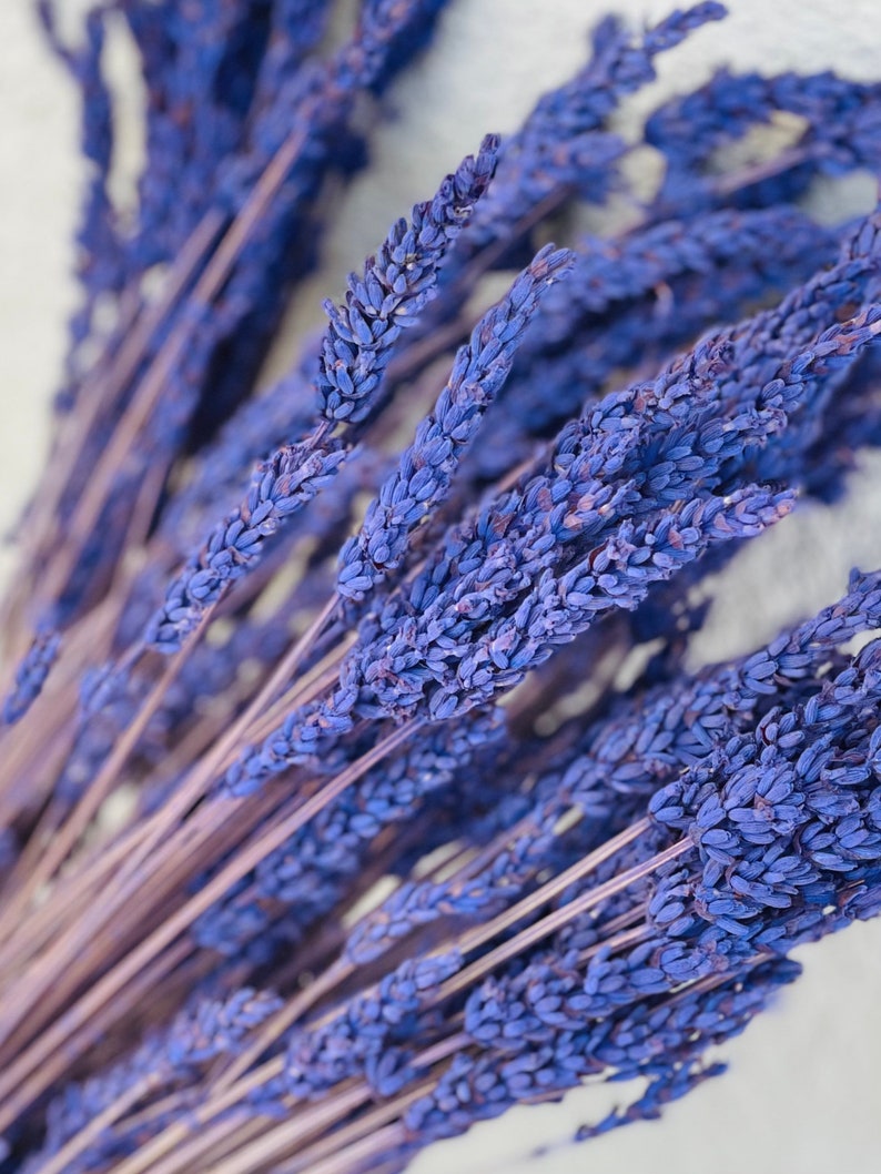 May include: A bunch of dried lavender stems with purple flowers. The stems are arranged in a fan shape and the flowers are in focus.