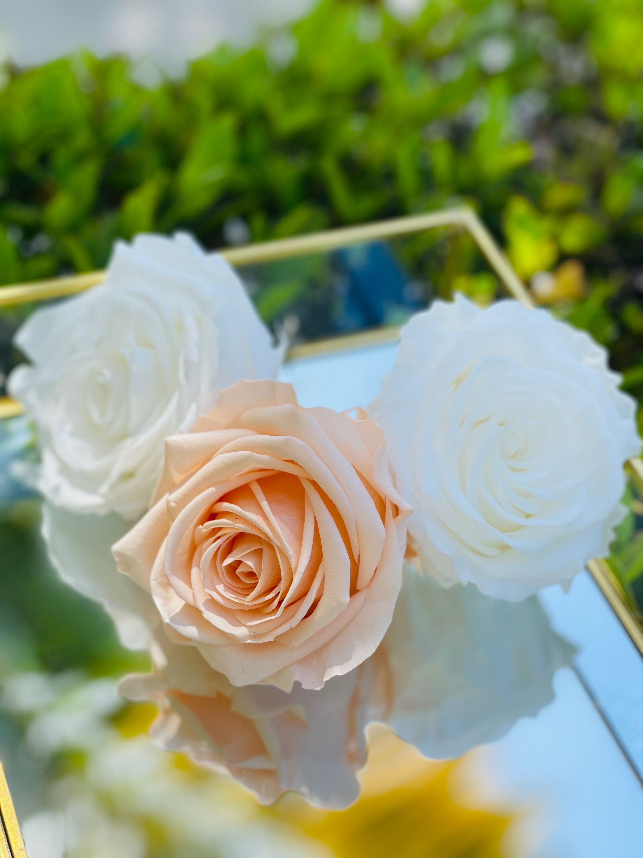 Lasting Real Roses Real Roses Last for Years, XXL Preserved Roses, XXL Eternity Roses ...