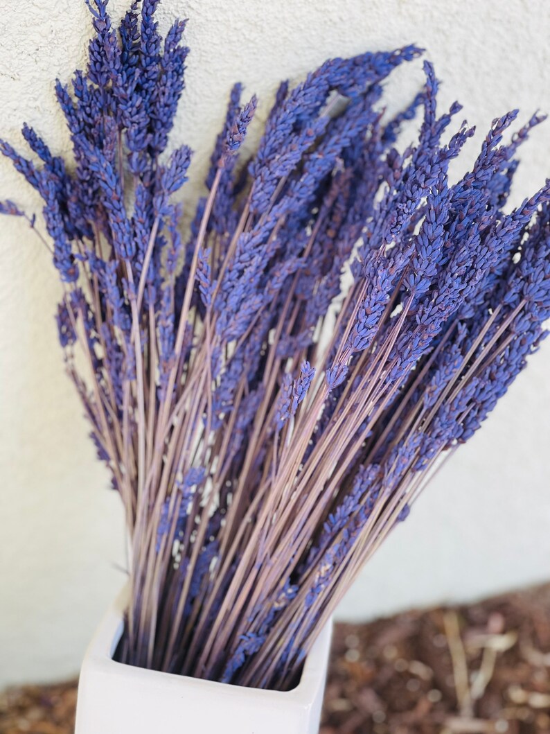 May include: A bunch of dried lavender stems in a white vase. The lavender is a light purple color and the stems are a light brown color.