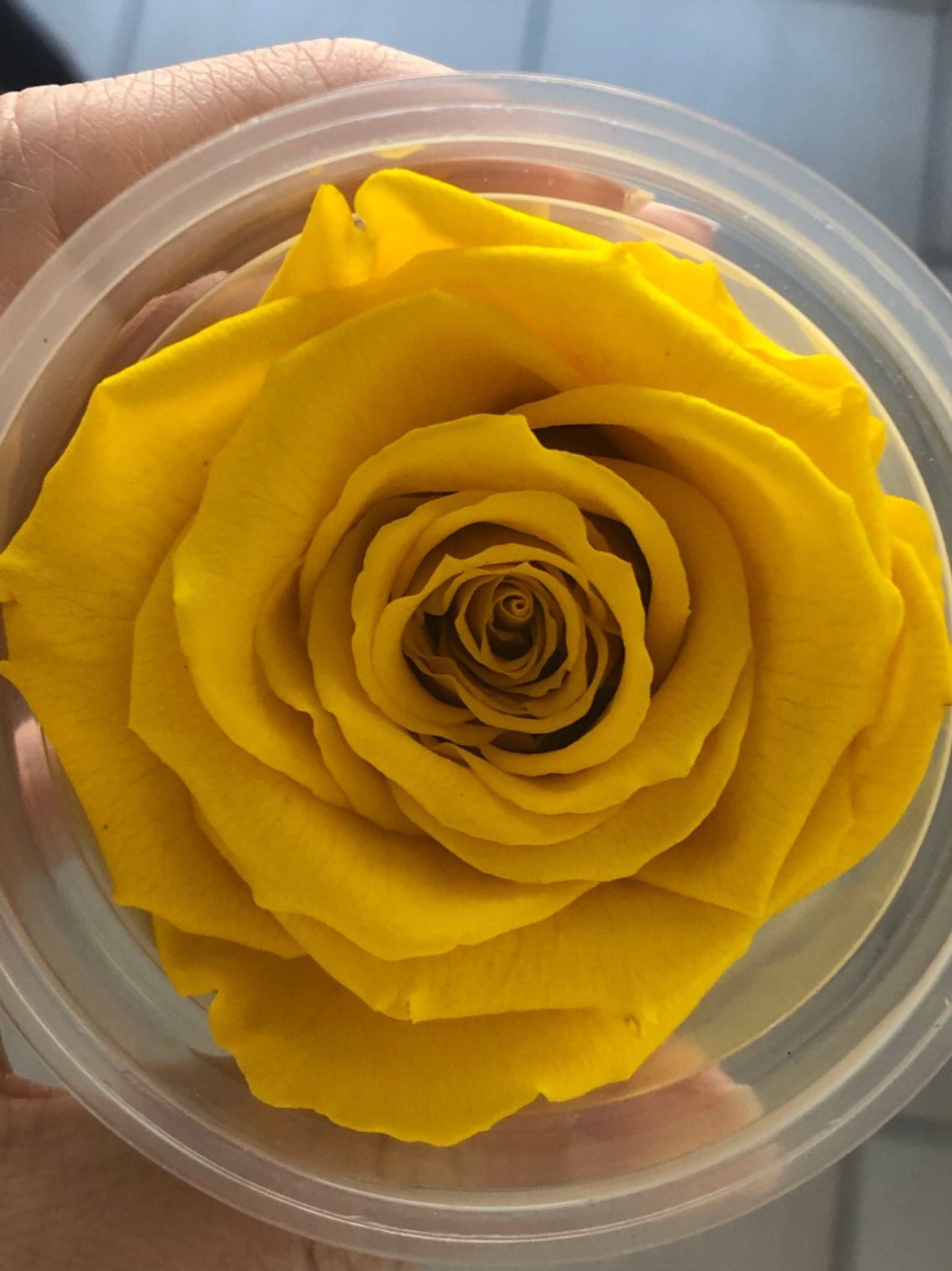 Rosas conservadas al por mayor / XL rosas infinitas / rosas Etsy