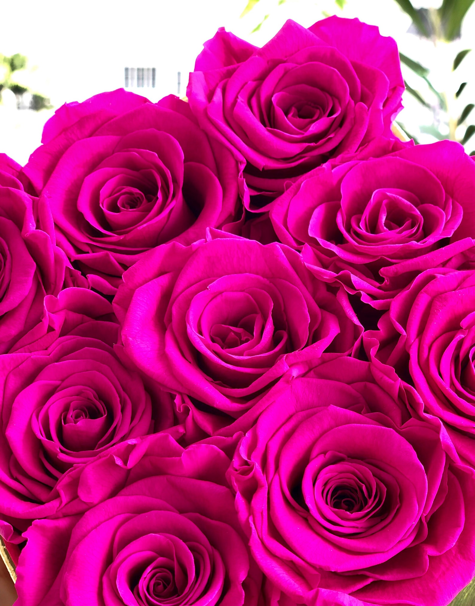 Rosas conservadas al por mayor / XL rosas infinitas / rosas Etsy